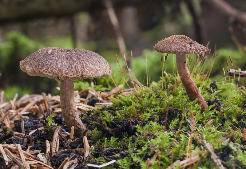 Inocybe stellatospora